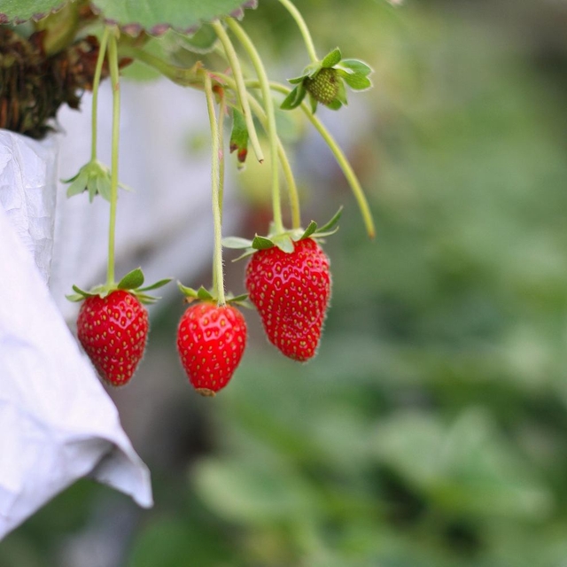 https://cdn.ratnamanieshop.com/public/product-images/strawber_1757409675714.jpg