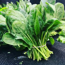 https://cdn.ratnamanieshop.com/public/product-images/spinach_1757413822154.jpg