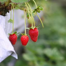 https://cdn.ratnamanieshop.com/public/product-images/strawber_1757409675714.jpg